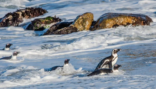 African penguins walk out of the ocean