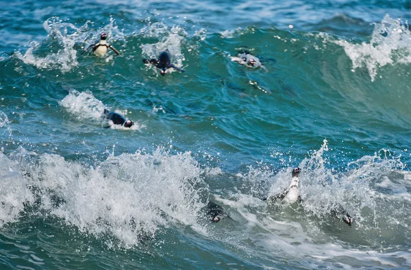 Pingüinos africanos nadando en el agua — Foto de Stock