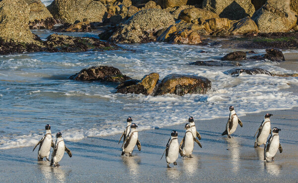 African penguins walk out of the ocean 