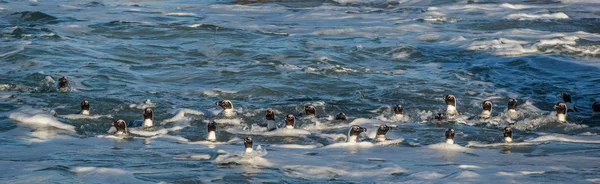Pinguins africanos nadando na água — Fotografia de Stock
