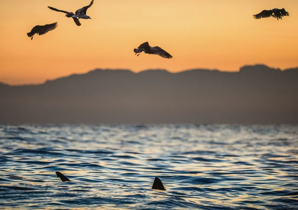 Fins of a white shark and Seagulls — Stock Photo, Image