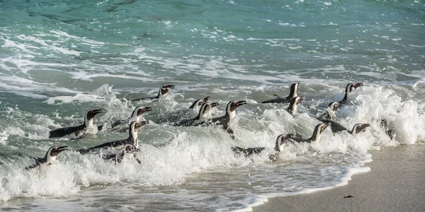 Pinguins africanos nadando na água — Fotografia de Stock