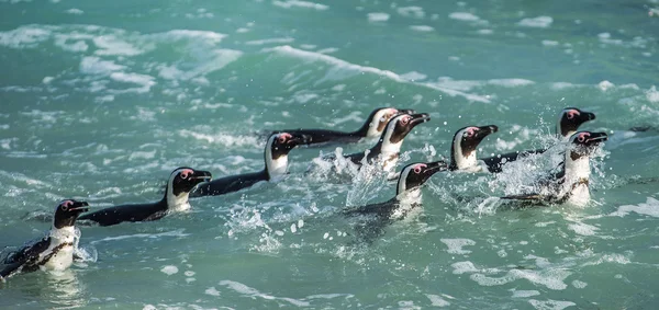 Pingüinos africanos nadando en el agua — Foto de Stock