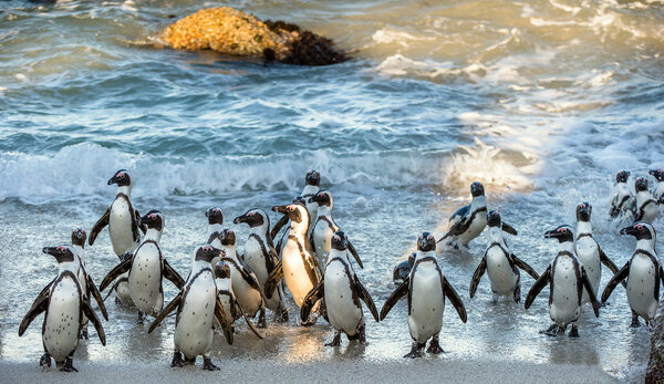African penguins walk out of the ocean 
