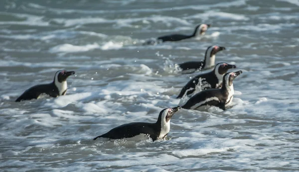 African penguins walk out of the ocean — Stock Photo, Image