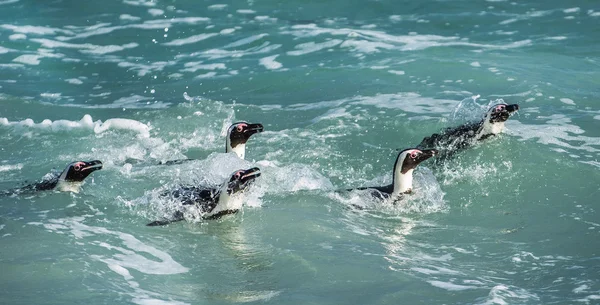 African penguins swimming in  water — Stock Photo, Image