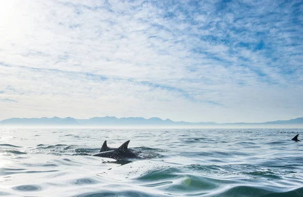 Groupe de dauphins nageant dans l'océan — Photo