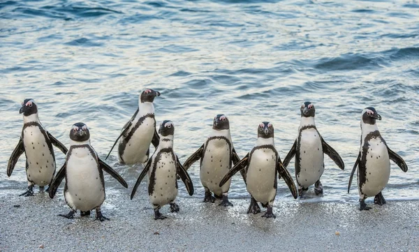 African penguins walk out of the ocean — Stock Photo, Image