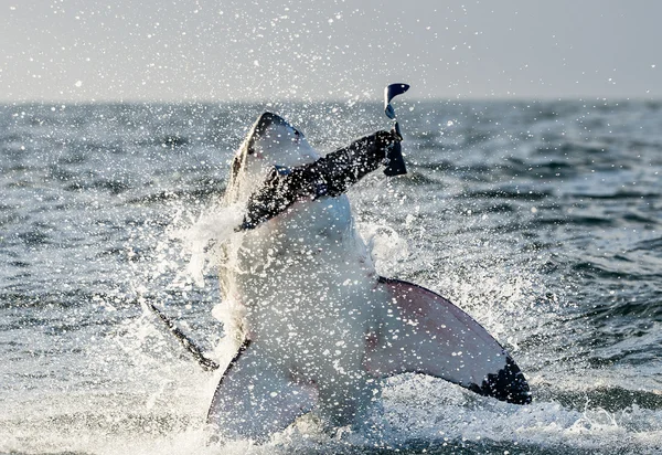 Grande squalo bianco — Foto Stock