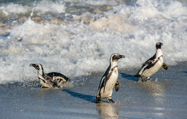 African penguins walk out of the ocean — Stock Photo, Image