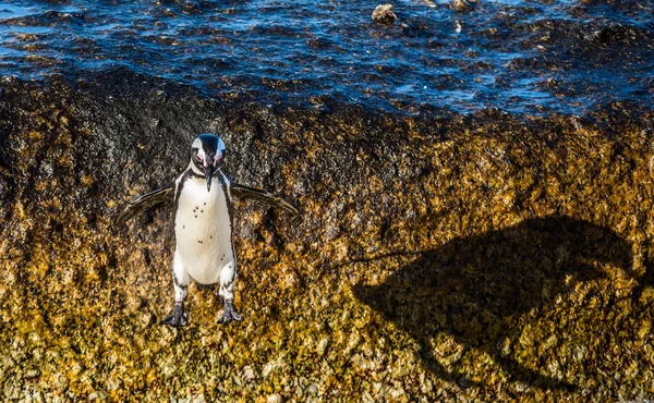 Αφρικανική penguin, πηδώντας από βράχο — Φωτογραφία Αρχείου