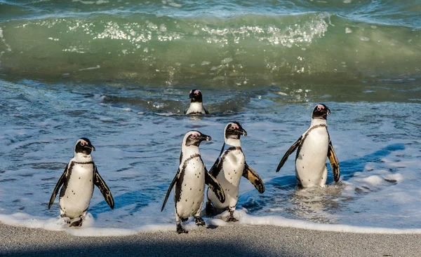 African penguins walk out of the ocean — Stock Photo, Image