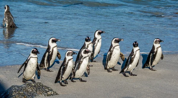 Африканський пінгвіни гуляють з океану і — стокове фото