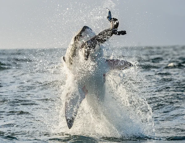 Grand requin blanc — Photo