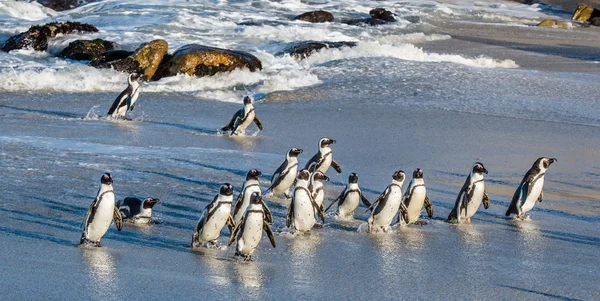 Africké tučňáci chůze z oceánu — Stock fotografie