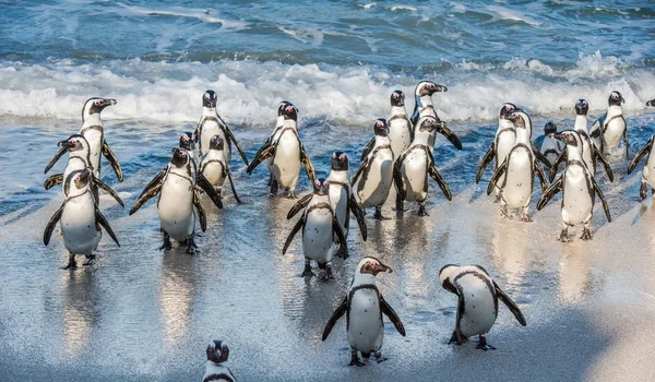 African penguins walk out of the ocean — Stock Photo, Image