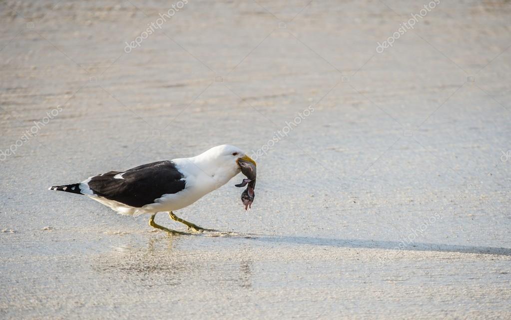 Mouette Bebe Images Libres De Droit Photos De Mouette Bebe Depositphotos