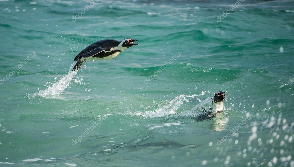 Jumping out of water African Penguins Stock Photo by ©SURZet 126107070