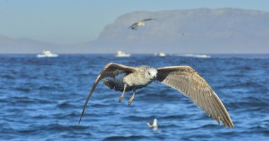 Uçan çocuk Kelp martı 