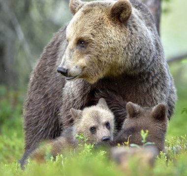 Bear cubs and mother she-bear clipart