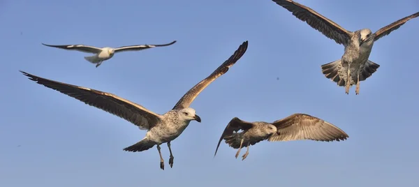 Flying Juvenile Kelp gull — Stock Photo, Image