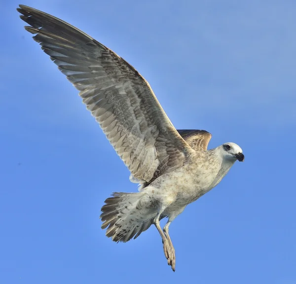 Great Skua in flight — Stock Photo, Image