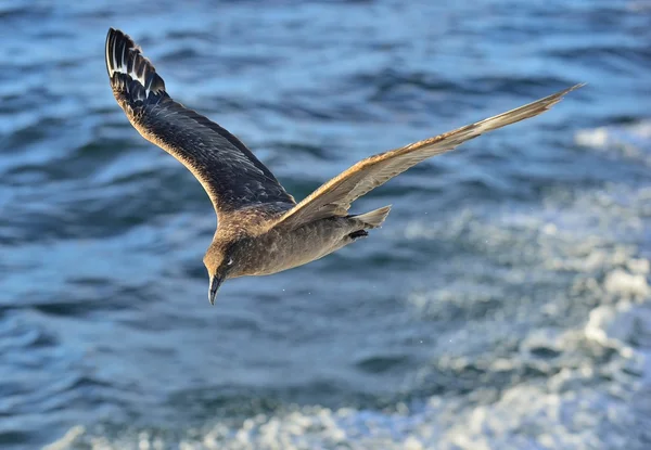 Великий Skua в польоті — стокове фото