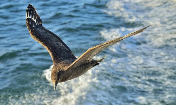 Großskua auf der Flucht — Stockfoto