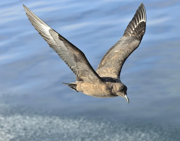 Gran Skua en vuelo —  Fotos de Stock