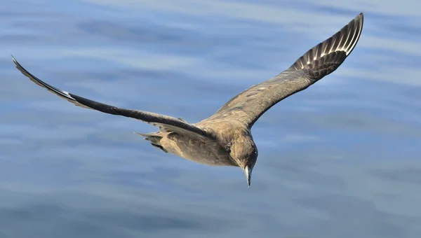 Gran Skua en vuelo —  Fotos de Stock