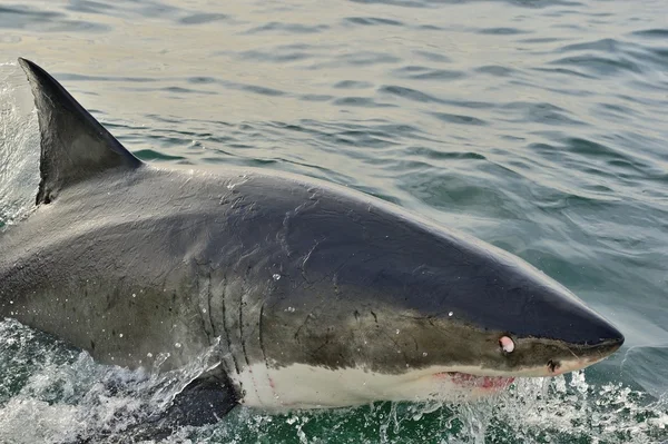 Great White Shark breaching in an attack — Stock Photo, Image