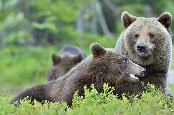 Bärenjunge und Bärenmutter — Stockfoto