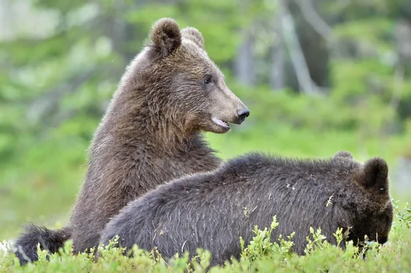 Cuccioli di orso bruno — Foto Stock