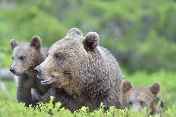Orso cuccioli e madre lei-orso — Foto Stock