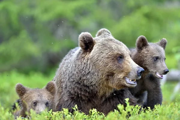 Oso cachorros y madre ella-oso — Foto de Stock