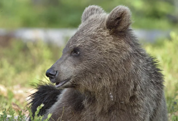 Divoký medvěd hnědý — Stock fotografie