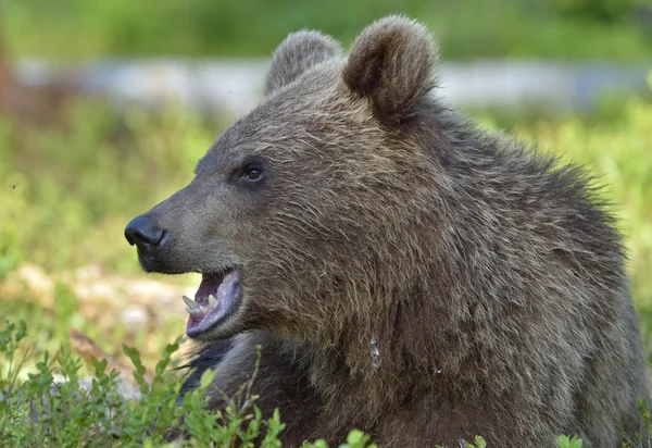 Oso pardo salvaje — Foto de Stock