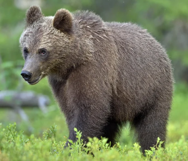 Wild bruine beer — Stockfoto