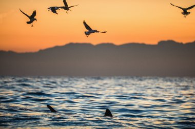 beyaz köpek balığı ve martılar döküntüleri yemek
