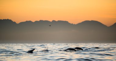 Mühürler yüzmek ve su dışarı atlama 