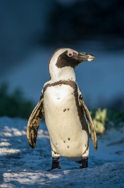 Güneş ışığı altında Afrika penguen