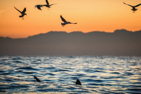 Tubarão branco e gaivotas comem oddments — Fotografia de Stock