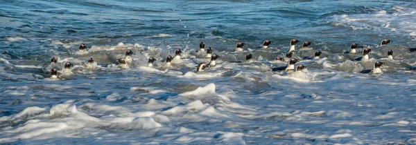 African penguins swim in the water — Stock Photo, Image
