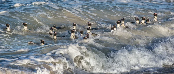 Afrikai pingvin úszni a vízben — Stock Fotó