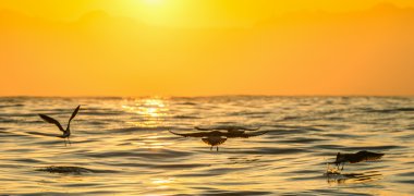 Kelp gulls flying on sunset ocean