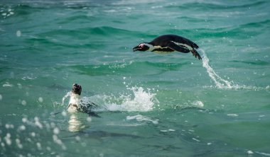 Yüzme ve su dışarı atlama penguenler