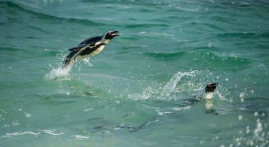 Yüzme ve su dışarı atlama penguenler