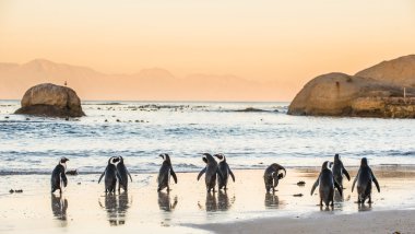 Kumlu sahilde Afrika penguenler
