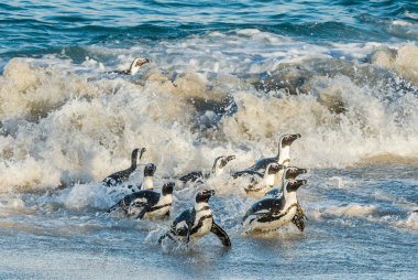 Afrika penguenler okyanustan yürümek