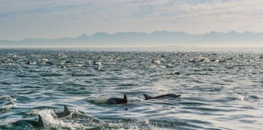 Okyanus sualtı Yüzme yunuslar grup